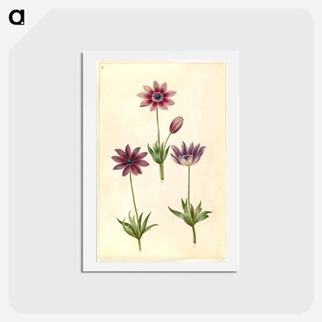 アートポストカード-Anemone Pavonina
 - マリア ジビーラ メーリアン Postcard.
