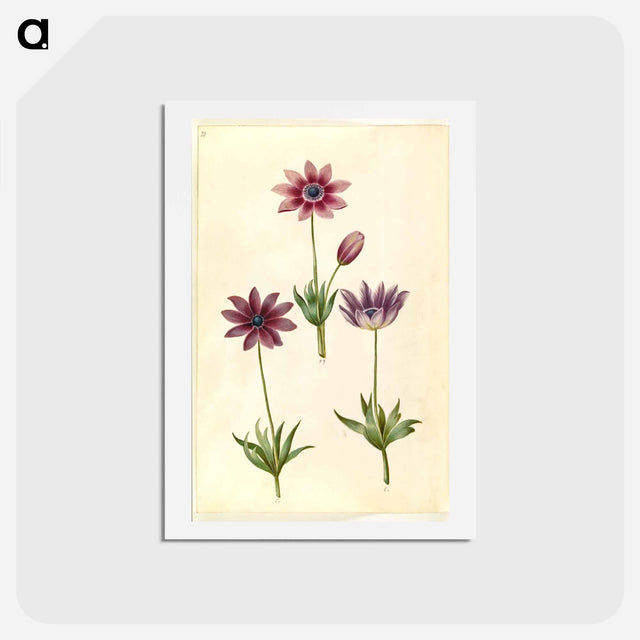 アートポストカード-Anemone Pavonina
 - マリア ジビーラ メーリアン Postcard.