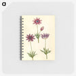1-80_Maria-Sibylla-Merian_memo