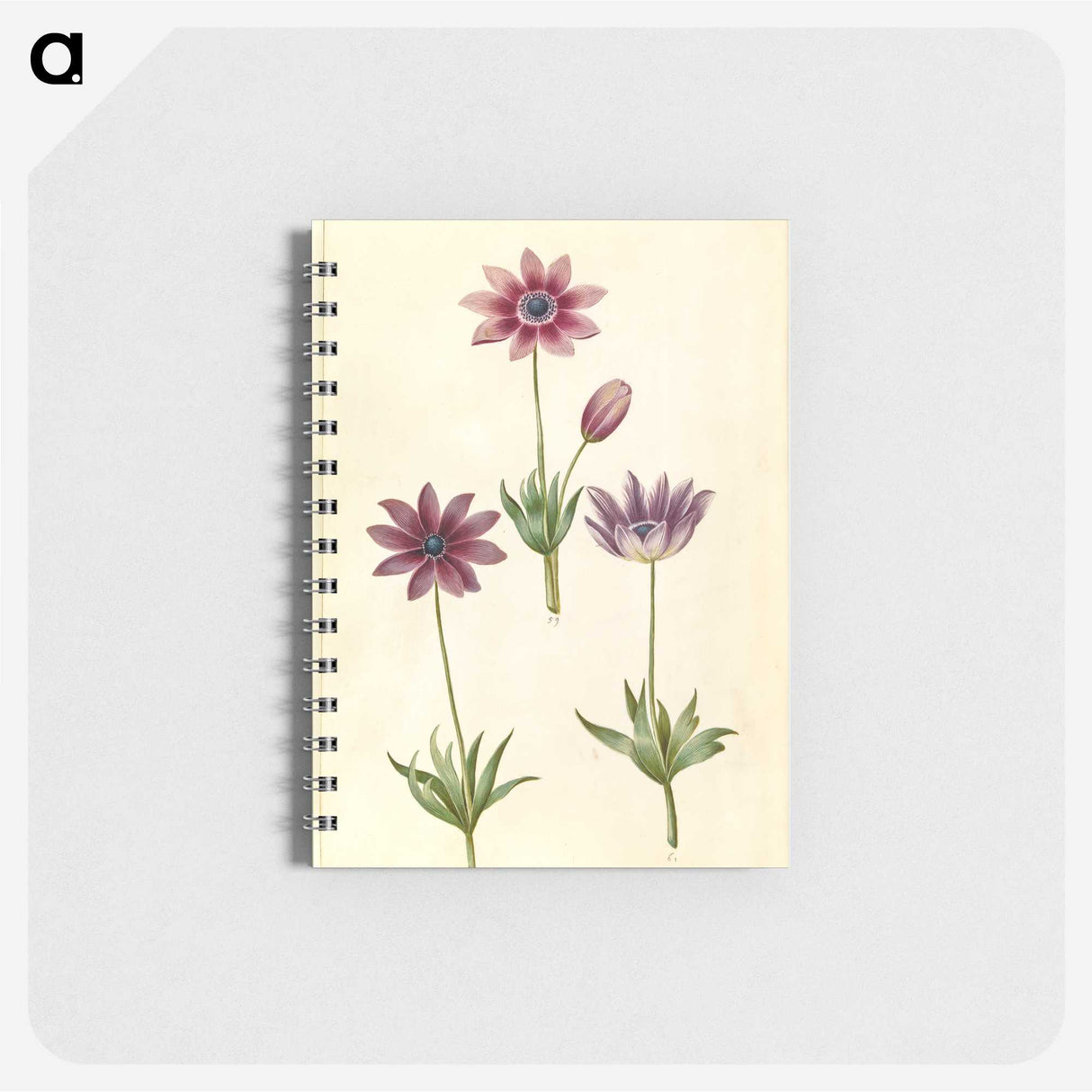 1-80_Maria-Sibylla-Merian_memo