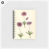 1-80_Maria-Sibylla-Merian_memo