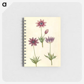 1-80_Maria-Sibylla-Merian_memo