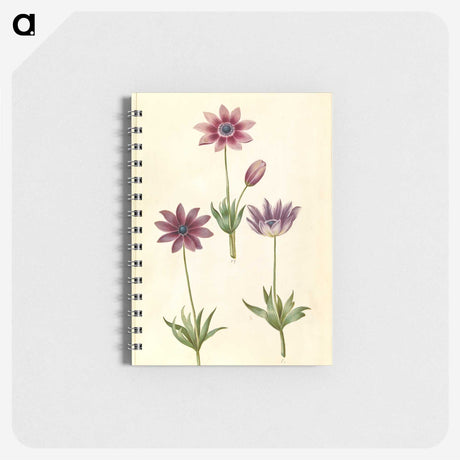 1-80_Maria-Sibylla-Merian_memo