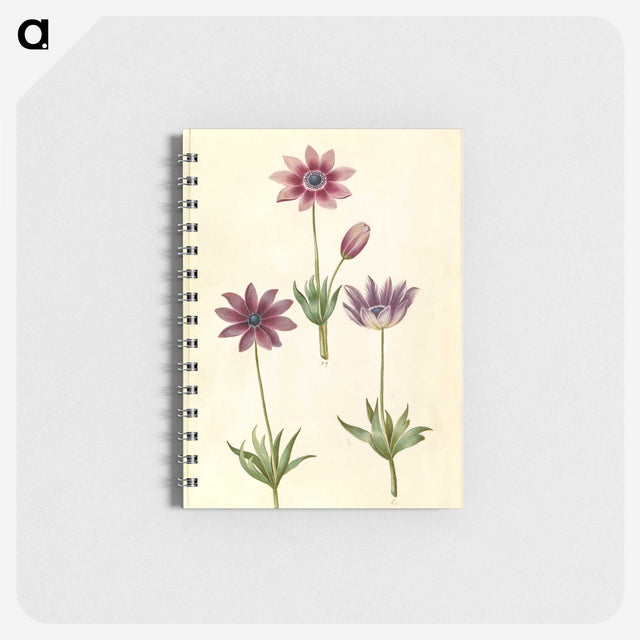 1-80_Maria-Sibylla-Merian_memo