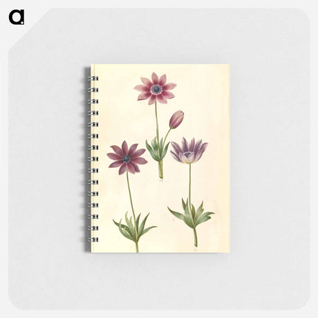 アートメモ帳-Anemone Pavonina
 - マリア ジビーラ メーリアン Memo.