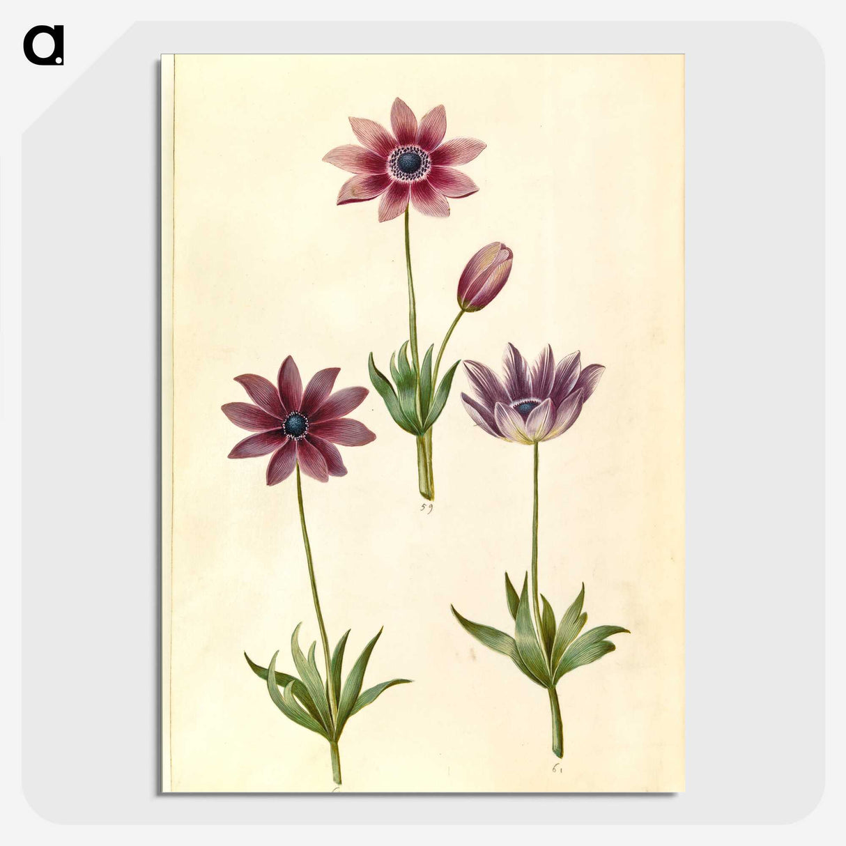 1-80_Maria-Sibylla-Merian_picture-crop