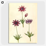1-80_Maria-Sibylla-Merian_picture-crop
