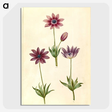 1-80_Maria-Sibylla-Merian_picture-crop