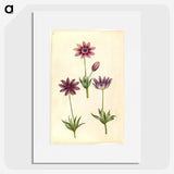 1-80_Maria-Sibylla-Merian_picture