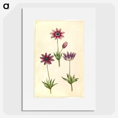 1-80_Maria-Sibylla-Merian_picture