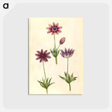 アートポストカード-Anemone Pavonina
 - マリア ジビーラ メーリアン Postcard.