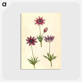 1-80_Maria-Sibylla-Merian_postcard