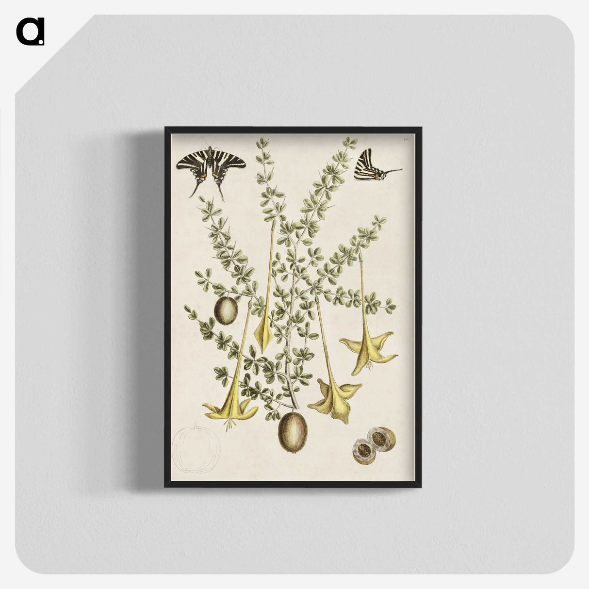 1-80_Mark-Catesby_blk-crop