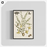 1-80_Mark-Catesby_blk-crop