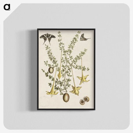 1-80_Mark-Catesby_blk-crop