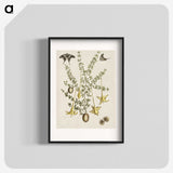 1-80_Mark-Catesby_blk