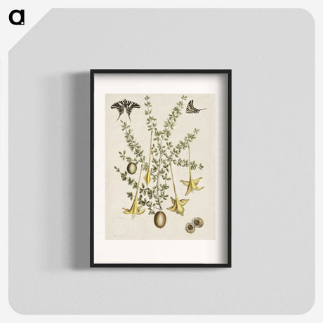1-80_Mark-Catesby_blk