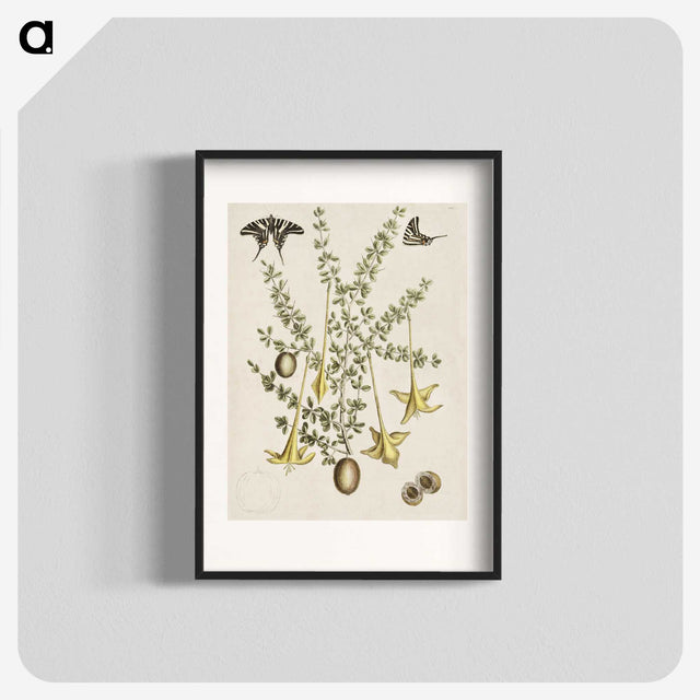 1-80_Mark-Catesby_blk