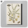 1-80_Mark-Catesby_canvas