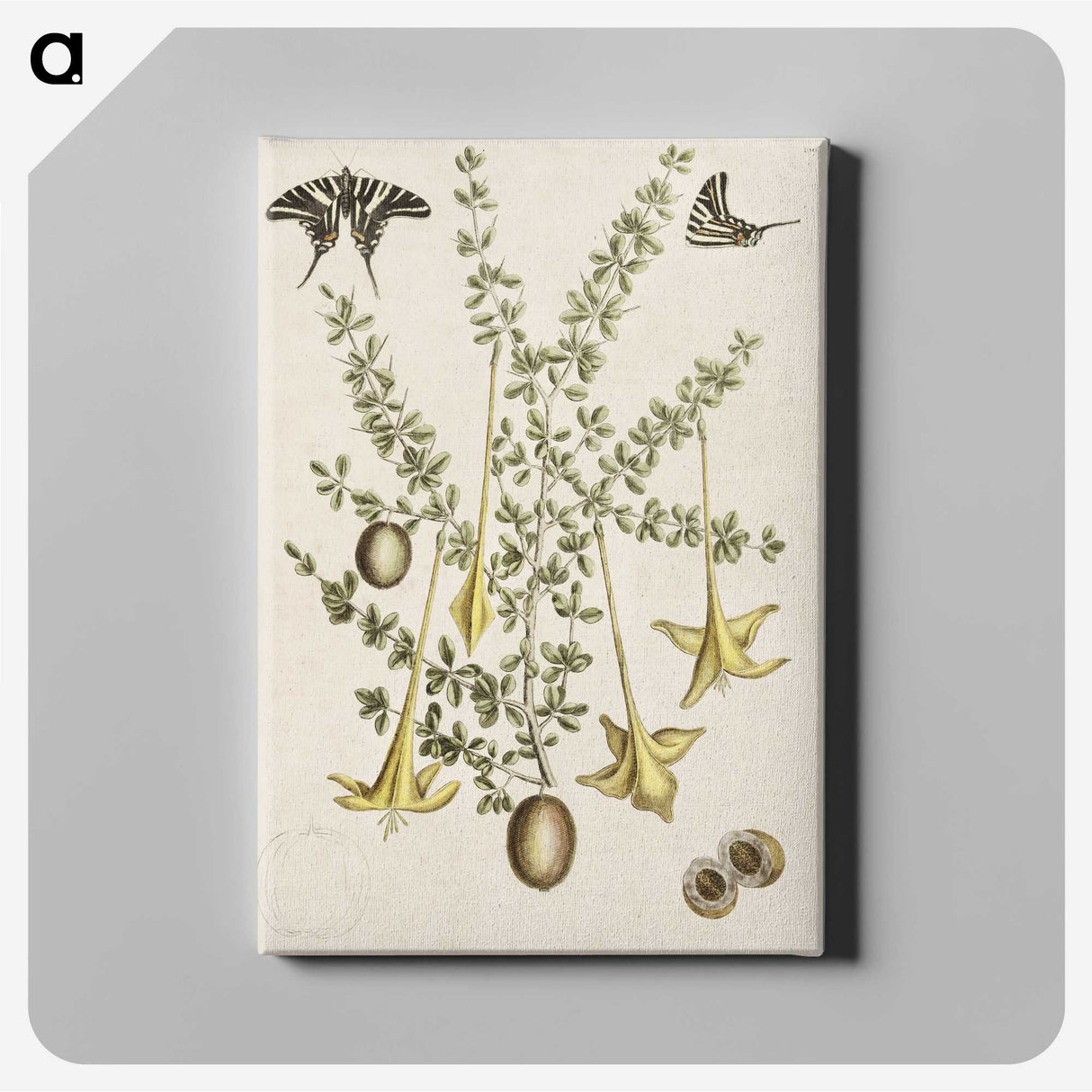 1-80_Mark-Catesby_canvas