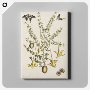 1-80_Mark-Catesby_canvas