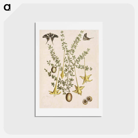 アートポストカード-Frutex spinofus
 - マーク ケイツビー Postcard.