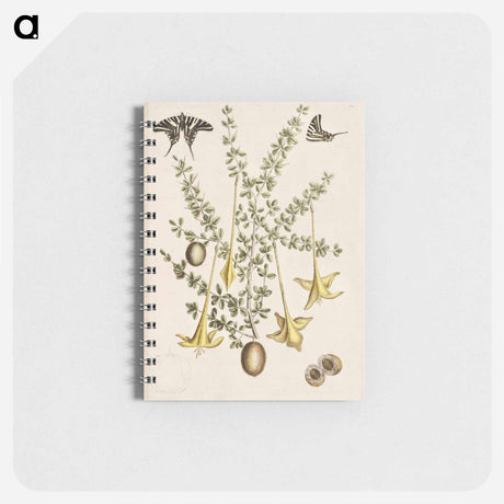 アートメモ帳-Frutex spinofus
 - マーク ケイツビー Memo.