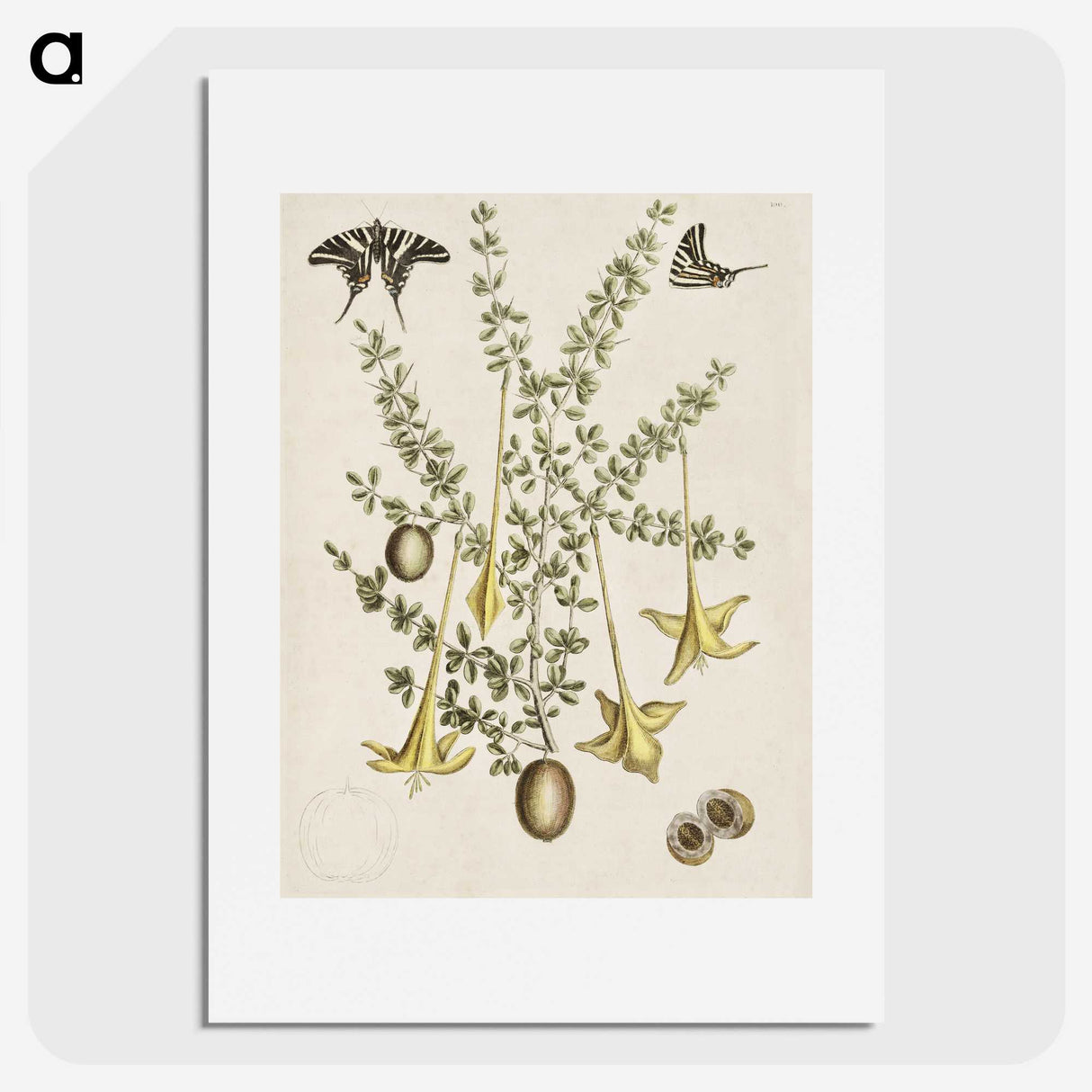 1-80_Mark-Catesby_picture