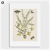 1-80_Mark-Catesby_picture