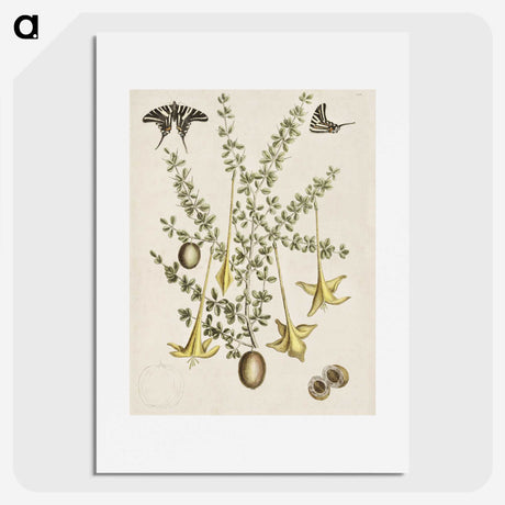 1-80_Mark-Catesby_picture
