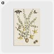 1-80_Mark-Catesby_postcard