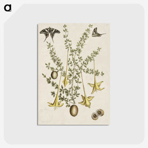 1-80_Mark-Catesby_postcard