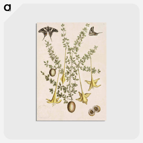 アートポストカード-Frutex spinofus
 - マーク ケイツビー Postcard.