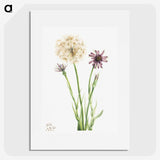 1-80_Mary-Vaux-Walcott_picture