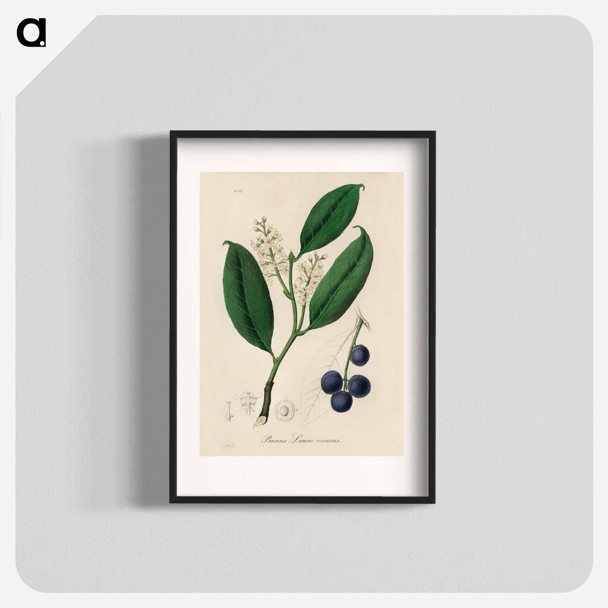 アートポスター-Cherry Laurel Illustration
 - 薬用植物学 Poster.