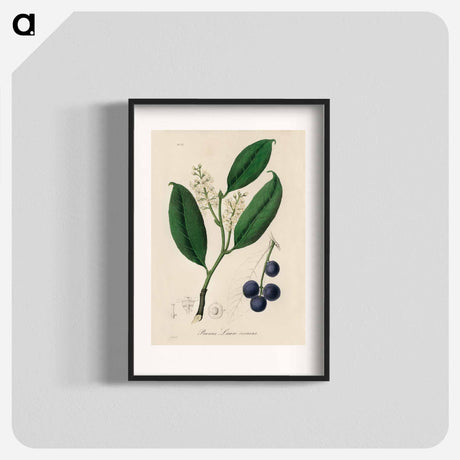 アートポスター-Cherry Laurel Illustration
 - 薬用植物学 Poster.