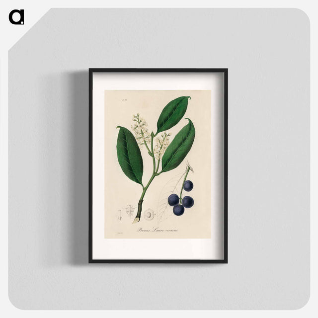 アートポスター-Cherry Laurel Illustration
 - 薬用植物学 Poster.