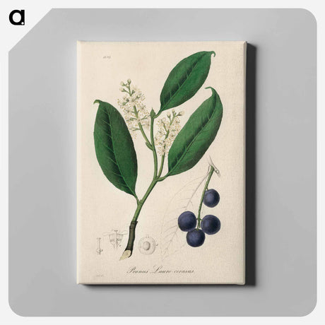 アートパネル-Cherry Laurel Illustration
 - 薬用植物学 Canvas.