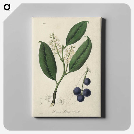 1-80_Medical-Botany_canvas