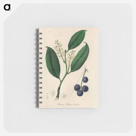 アートメモ帳-Cherry Laurel Illustration
 - 薬用植物学 Memo.