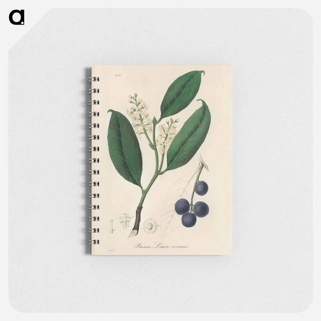 アートメモ帳-Cherry Laurel Illustration
 - 薬用植物学 Memo.