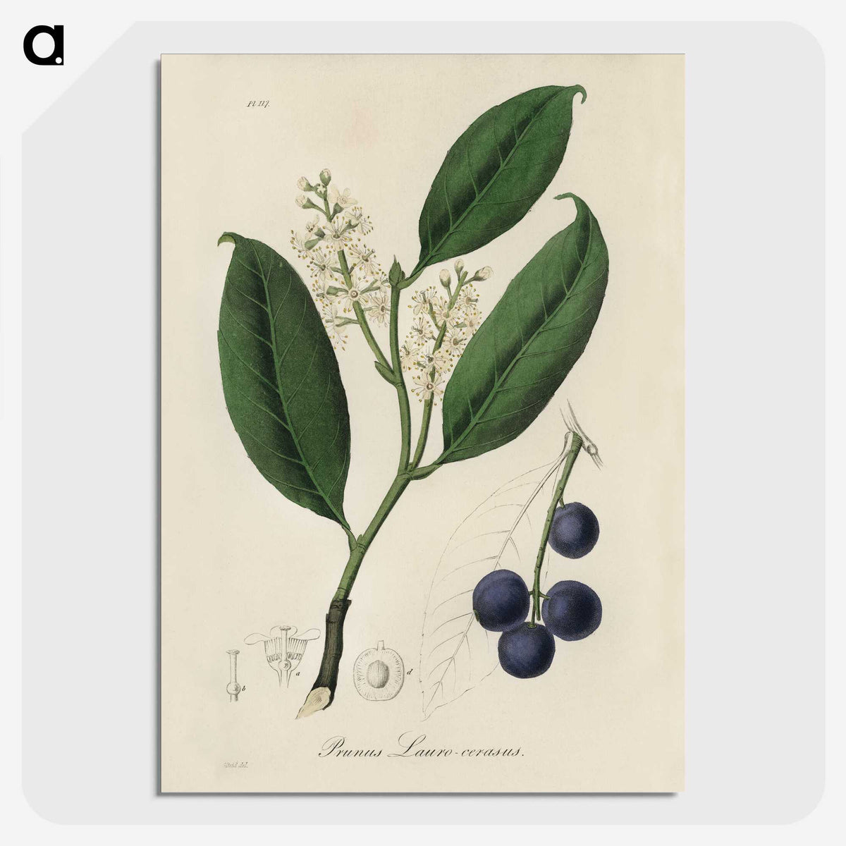 1-80_Medical-Botany_picture-crop