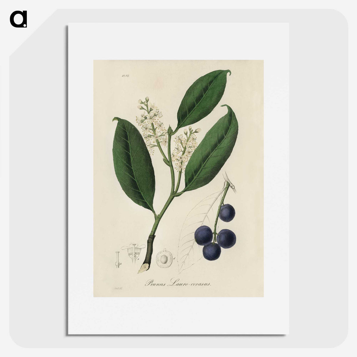 1-80_Medical-Botany_picture