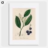 アートポスター-Cherry Laurel Illustration
 - 薬用植物学 Poster.