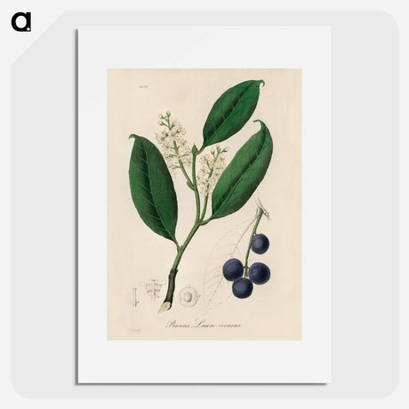 アートポスター-Cherry Laurel Illustration
 - 薬用植物学 Poster.
