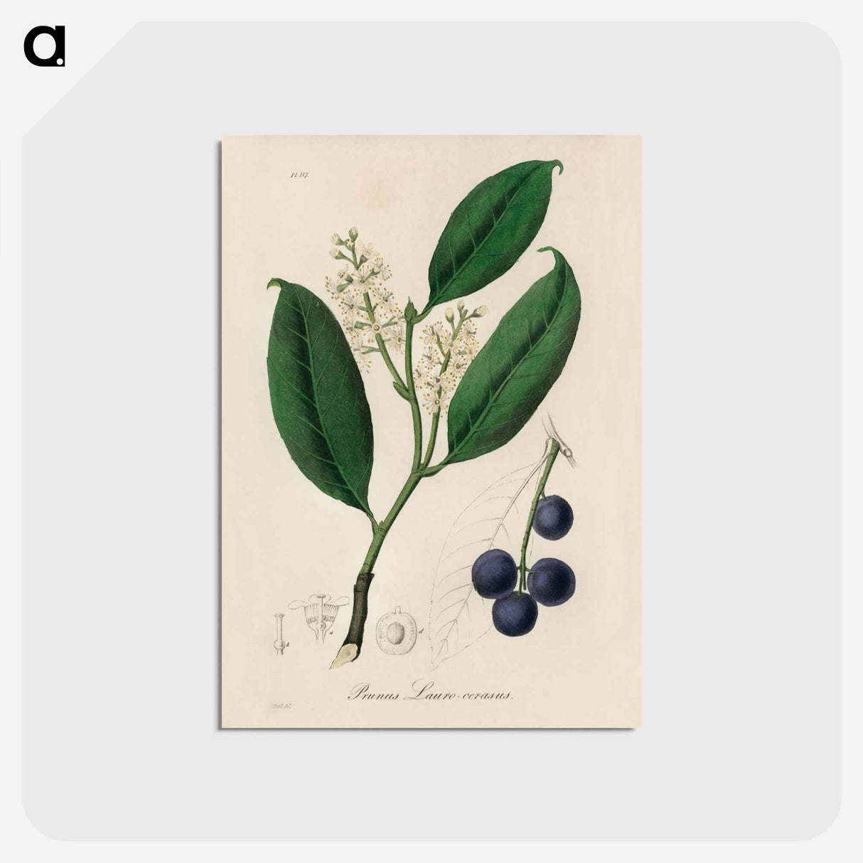アートポストカード-Cherry Laurel Illustration
 - 薬用植物学 Postcard.