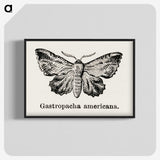 1-80_Moths-and-Butterflies-of-the-United-States_blk-crop