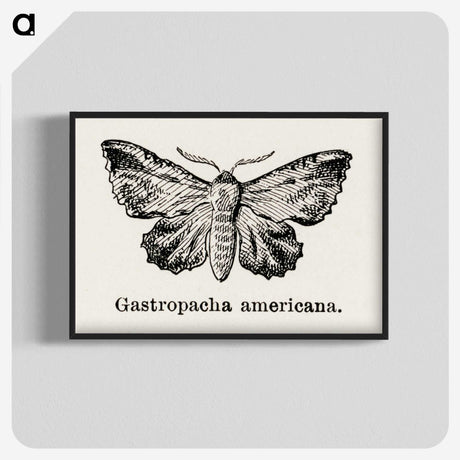 1-80_Moths-and-Butterflies-of-the-United-States_blk-crop