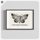 1-80_Moths-and-Butterflies-of-the-United-States_blk
