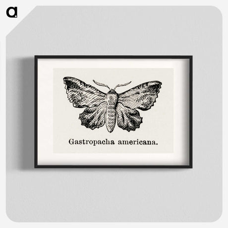 1-80_Moths-and-Butterflies-of-the-United-States_blk